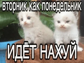 😏 emoji Сонькинс Telegram sticker 11 of 98