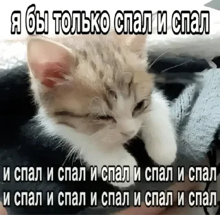 😴 emoji Сонькинс Telegram sticker 15 of 98