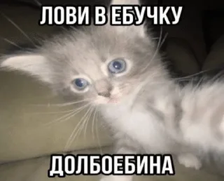 😤 emoji Сонькинс Telegram sticker 6 of 98