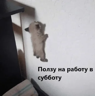 😩 emoji Сонькинс Telegram sticker 8 of 98