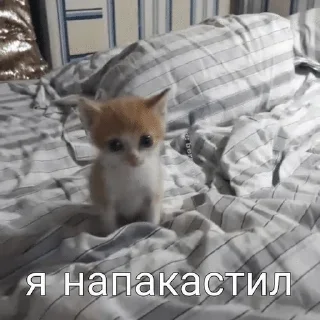 😋 emoji Сонькинс Telegram sticker 16 of 98