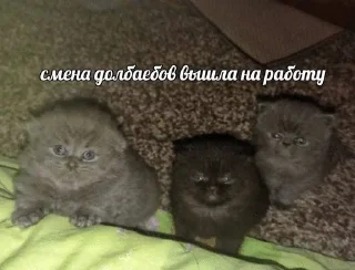 😌 emoji Сонькинс Telegram sticker 23 of 98