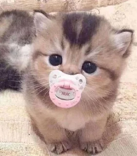 Sticker from Люблю котиков