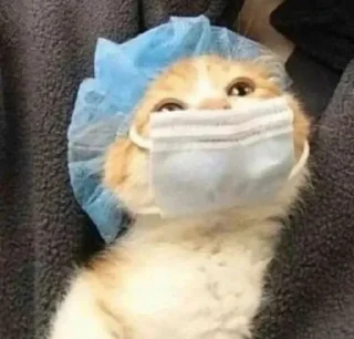 Sticker from Люблю котиков