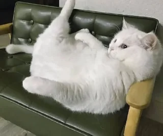 Sticker from Люблю котиков