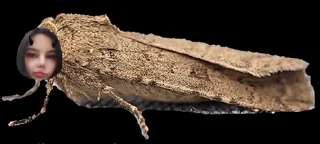 Sticker from Пошлая моль