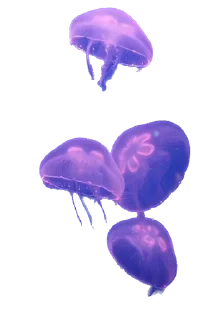 🪼 emoji ๑๑ ૮꒰⸝⸝>  ‌ <⸝⸝꒱ა’ Telegram sticker 13 of 44
