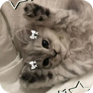 🐱 emoji @CLOOBHUB <- БОЛЬШЕ Telegram sticker 5 of 48
