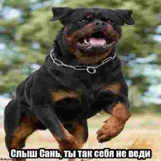 Sticker from Саняпёс