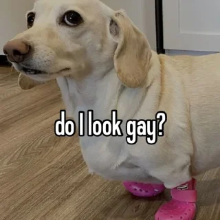 🏳️‍🌈 emoji homophobic animals Telegram sticker 7 of 27