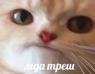 Sticker from Cats————>💗