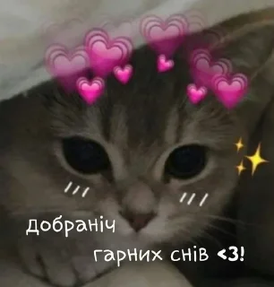 Sticker from ฅ⁠^⁠•⁠ﻌ⁠•⁠^⁠ฅ