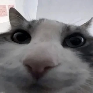 Sticker from милые котики💞😺::
