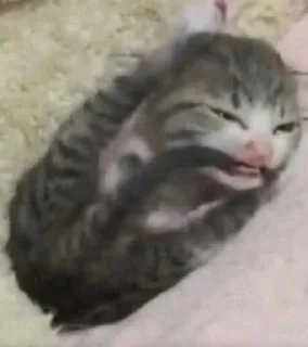 Sticker from милые котики💞😺::