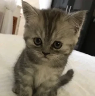 Sticker from милые котики💞😺::