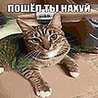 Sticker from Иди нахуй