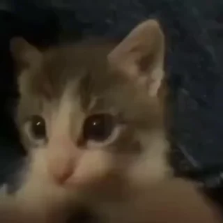 Sticker from Cats