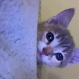 Sticker from Cats