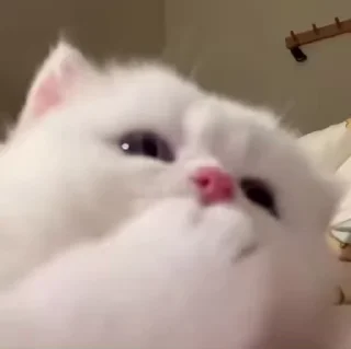 Sticker from Cats