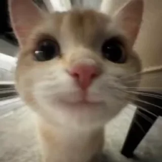 Sticker from Cats