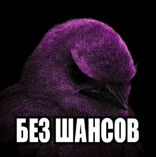 🌟 emoji ПТИЧКИИИ [by @Fembotech] Telegram sticker 4 of 69