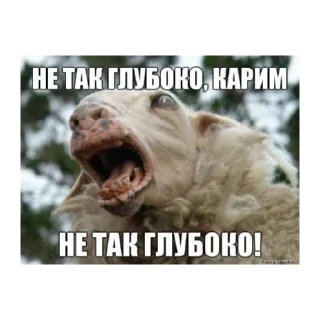 😩 emoji цыганы, хачи, два чурбана Telegram sticker 12 of 18