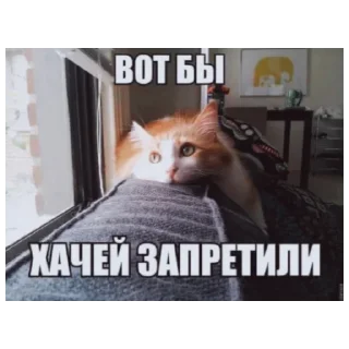 🥺 emoji цыганы, хачи, два чурбана Telegram sticker 1 of 18