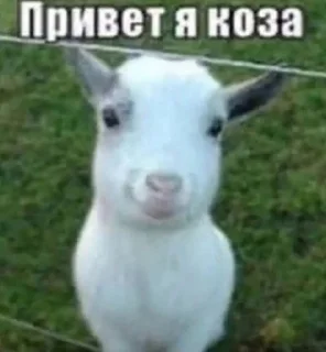 🌟 emoji Шарик мамкин нагибатор Telegram sticker 21 of 76