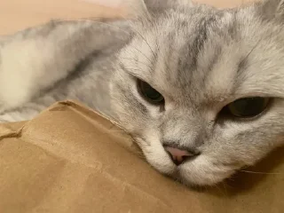 Sticker from Meowmeow