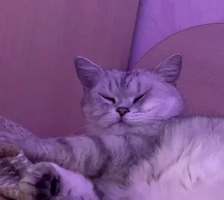 Sticker from Meowmeow