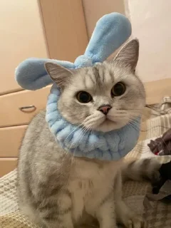 Sticker from Meowmeow