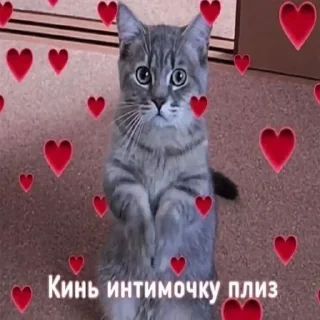 Sticker from Хорни муд 👉 @pornostikerys 🔞