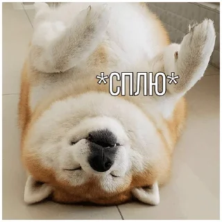 Sticker from Собачки @dogsaredogs