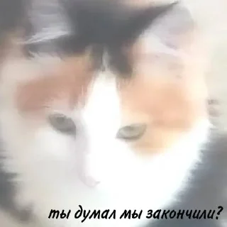 Sticker from мои собачки
