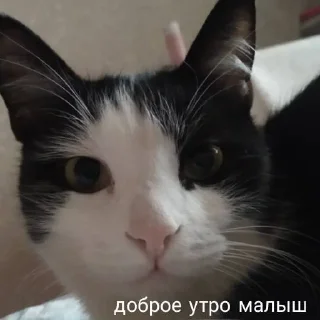 😘 emoji мои собачки Telegram sticker 18 of 18