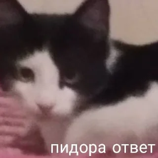 🤗 emoji мои собачки Telegram sticker 13 of 18