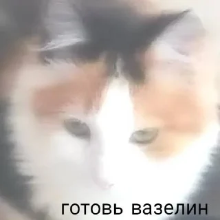😤 emoji мои собачки Telegram sticker 14 of 18