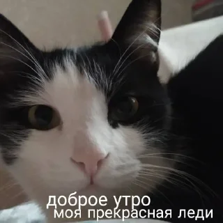 😍 emoji мои собачки Telegram sticker 17 of 18