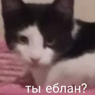 😑 emoji мои собачки Telegram sticker 11 of 18