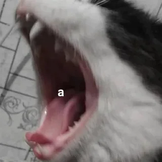 😟 emoji мои собачки Telegram sticker 5 of 18