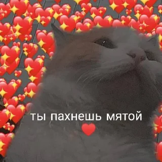 ♥️ emoji мои собачки Telegram sticker 8 of 18