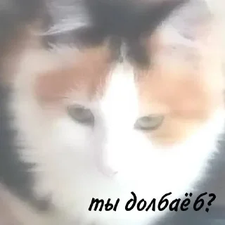 😐 emoji мои собачки Telegram sticker 10 of 18