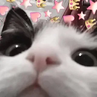 💞 emoji мои собачки Telegram sticker 9 of 18