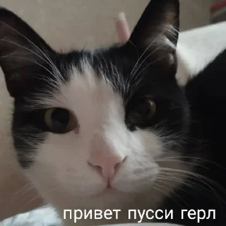 🧍‍♀ emoji мои собачки Telegram sticker 15 of 18