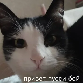 👦 emoji мои собачки Telegram sticker 16 of 18
