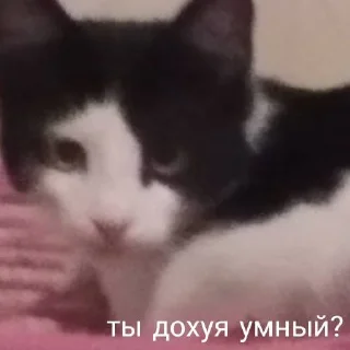 🤔 emoji мои собачки Telegram sticker 12 of 18