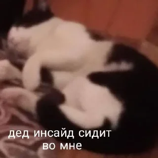 😵 emoji мои собачки Telegram sticker 6 of 18