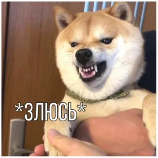 Sticker from Собачки @dogsaredogs