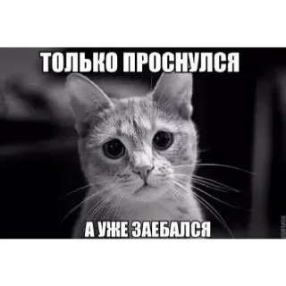 😣 emoji @Est_59 ЛУЧШЕЕ 2025 Telegram sticker 14 of 120