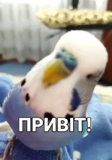 Sticker from Кеша